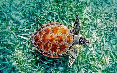 vihre&#228; kilpikonna, ocean, vett&#228;, turtles, Hawaii, USA
