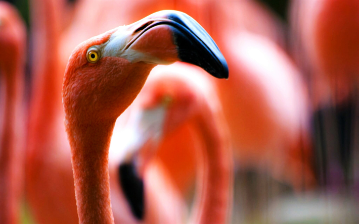 flamingo, close-up, Phoenicopterus, bokeh, cor-de-rosa flamingo