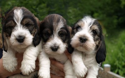 Petit Basset Griffon Vendeen, PBGV, small puppies, curly dogs, cute animals, pets, 4k