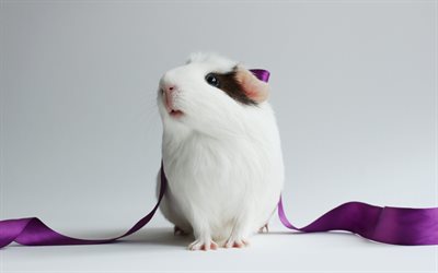 4k, guinea pig, ribbon, funny animals, rodent