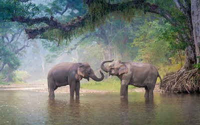 4k, elephants, river, wildlife, Thailand, Asia