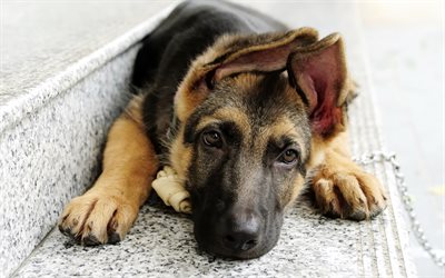 puppy, German Shepherd, cute dogs, domestic pet, dogs