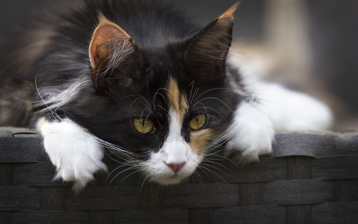 ダウンロード画像 更紗 4k 黒猫 猫 マズル ペット かわいい動物たち 躍できる日本猫 フリー のピクチャを無料デスクトップの壁紙