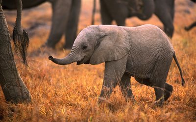 4k, baby elephant, wildlife, cub, cute animals, small elephant, elephants