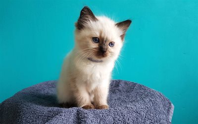 Ragdoll Cat, 4k, kitten, fluffy cat, cute ragdoll, pets, cute animals, cats, Ragdoll