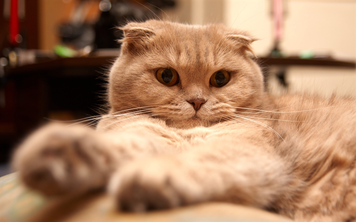 Scottish Fold Chat, 4k, les animaux de compagnie, Scottish Fold, chat marron, mignon, animaux, chats, Chat Scottish Fold