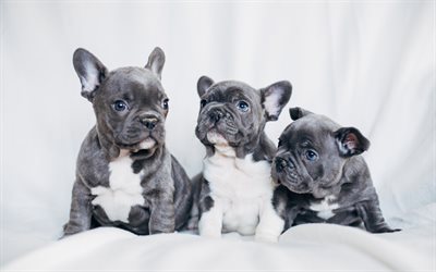 Download wallpapers French Bulldog, gray puppies, small dogs, pets ...