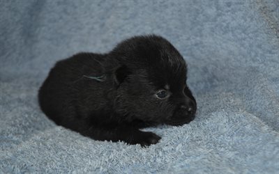 Schipperke, little black puppy, cute animals, little cute dog