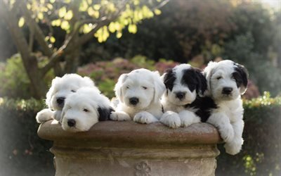 古英語牧羊犬, Bobtail, 少しの可愛い子犬, 犬, ペット, 家族, ボブ-オ羊犬