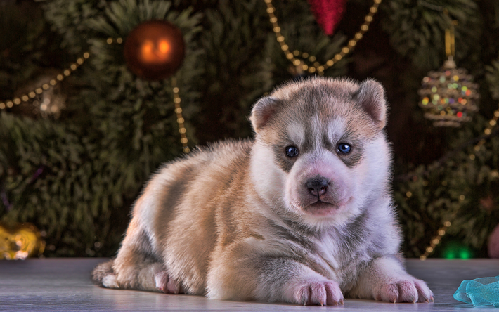 Husky cachorro, a&#241;o Nuevo, regalo, animales lindos, peque&#241;os husky, bokeh, mascotas, Husky Siberiano, perros Husky