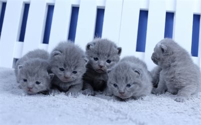 British shorthair kittens, small gray kittens, cute animals, family, cats, kittens