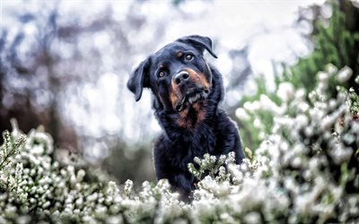 Rottweiler, bokeh, animaux de compagnie, chiot, chiens, summer, cute animals, HDR, Rottweiler Chien