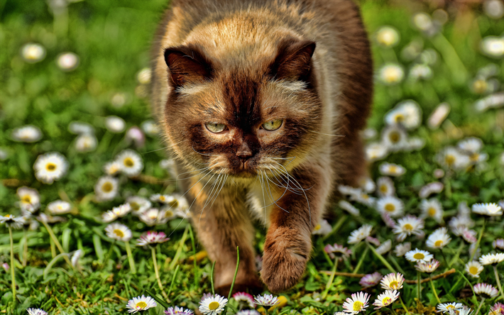 Brown British Shorthair, bokeh, o gato dom&#233;stico, HDR, gato marrom, animais de estima&#231;&#227;o, gatos, British Shorthair, animais fofos, Gato British Shorthair
