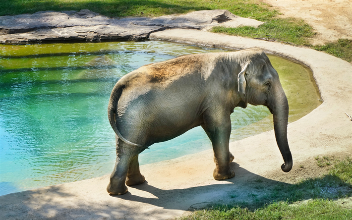 grande elefante, piscina, animais africanos, elefantes