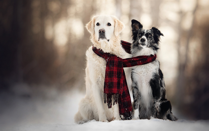 golden retriever, border collie, winter, snow, dogs, friends, cute animals