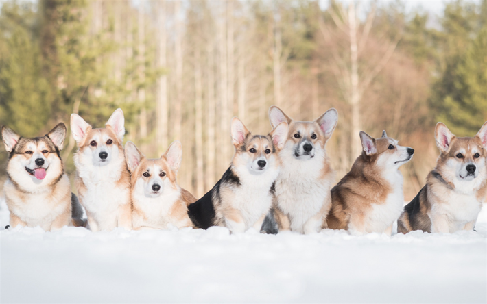 Welsh Corgi, cachorros, animais fofos, animais de estima&#231;&#227;o, fam&#237;lia, inverno, neve