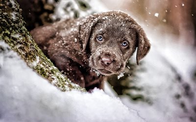 Chesapeake Bay Retriever, winter, dogs, puppy, pets, cute animals, bokeh, Chesapeake Bay Retriever Dog
