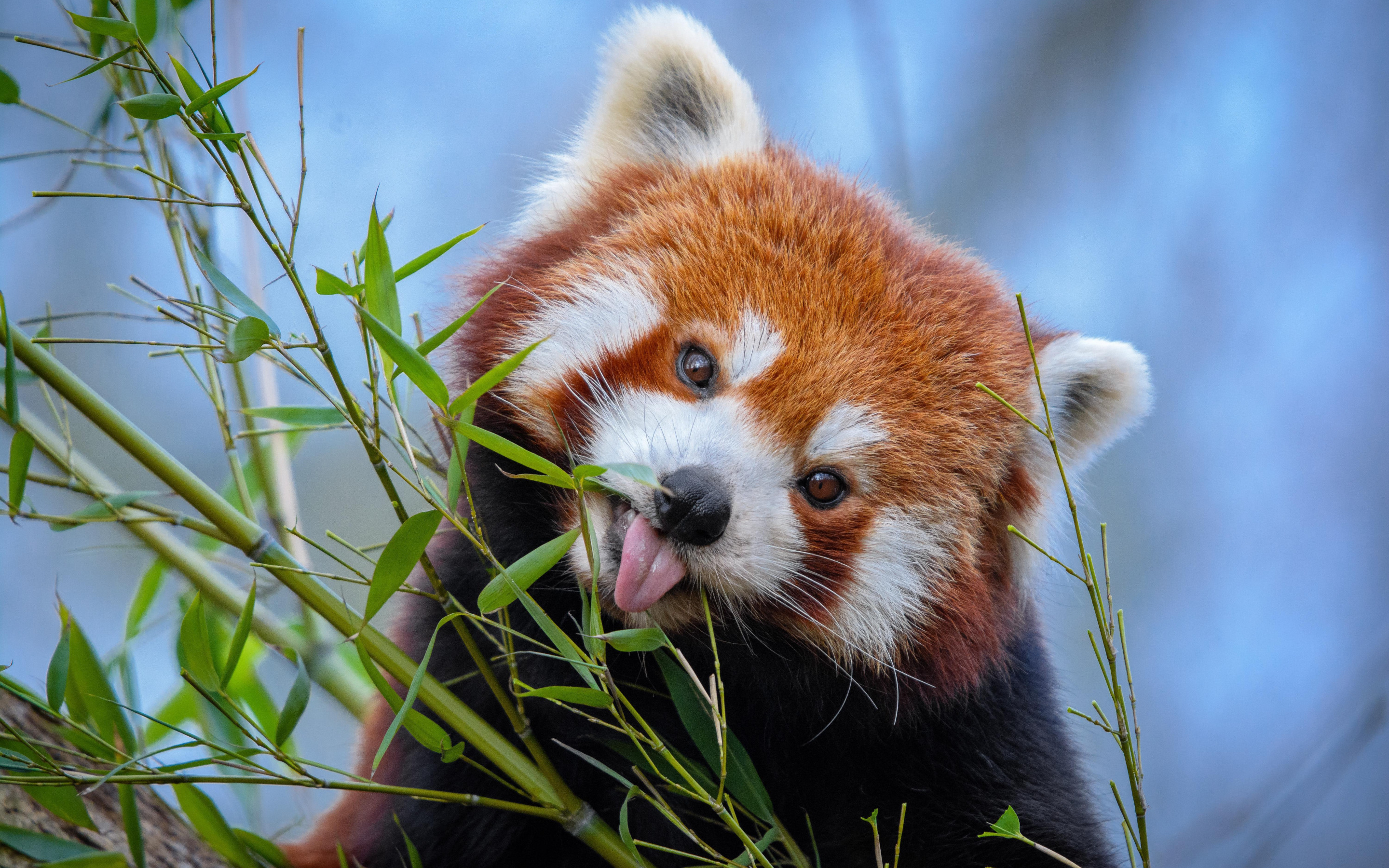 Download Wallpapers Red Panda, Teddy Bear, Cute Animals, Wildlife