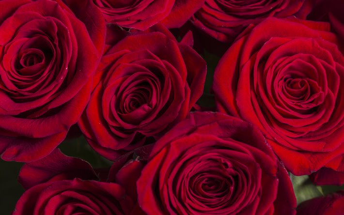 rote rosen-knospen, hintergrund mit roten rosen, dunkelrote rosen, floralen hintergrund