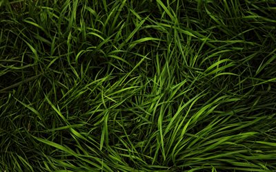 erba verde texture, macro, pianta, texture, sfondi erba, erba, verde, dall&#39;alto, sfondi