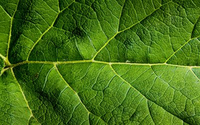 feuilles d&#39;un vert texture, macro, 4k, des feuilles, des feuilles de texture, feuille verte, close-up, mod&#232;le de feuille, les textures de feuilles, feuilles vertes