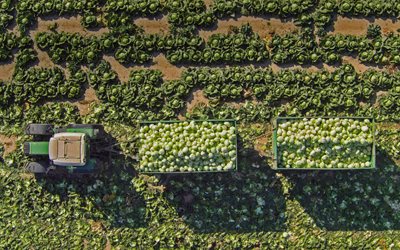 growing cabbage, cabbage field, tractor with cabbage trailer, aerial view, cabbage, cabbage harvest, vegetables concepts