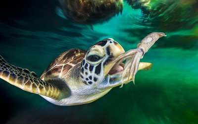 turtle under water, underwater world, turtles, turtle catches squid, tropical islands, ocean