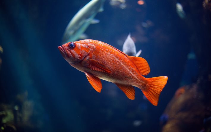 السمك الأحمر, الحوض, ذهبية, حوض السمك, الأسماك الجميلة