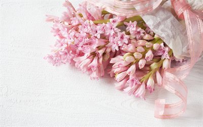 hyacinth, Spring flowers, pink hyacinth, spring flowers