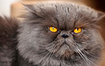 Persian Cat, gray cat, pets, muzzle, domestic cats, Persian, cats