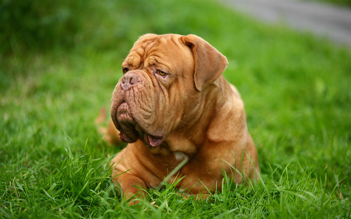 Dogo de burdeos, 4k, mascotas, animales lindos, c&#233;sped, Dogo de Burdeos, verde hierba, perros dogo franc&#233;s