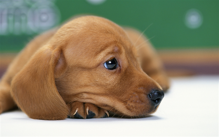 Dachshund, filhote de cachorro, animais de estima&#231;&#227;o, cachorros, focinho, brown dachshund, close-up, animais fofos, Dachshund C&#227;o