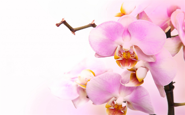 orqu&#237;deas cor-de-rosa, flores tropicais, ramo de orqu&#237;deas, vasos de plantas, phalaenopsis