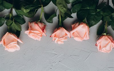 الورد الأرجواني, خلفية رمادية, خلفيات الأزهار, الورود, براعم الزهور