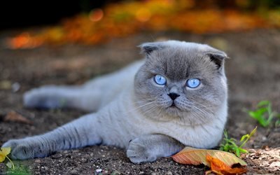 Scottish Fold, 4k, gato cinzento, animais de estima&#231;&#227;o, gatos, animais fofos, olhos azuis, o gato dom&#233;stico, Scottish Fold Gato