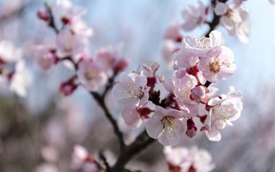 cerisiers en fleur, printemps, rose de branches, de cerise, Japon