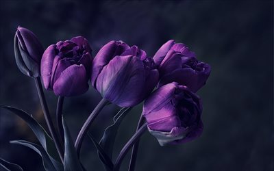 violet tulips, close-up, bokeh, spring flowers, bouquet of tulips, violet flowers, macro, tulips