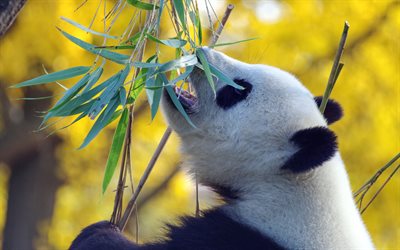 الباندا, أوراق شجرة الكينا, الحياة البرية, الصين, الحيوانات لطيف, الباندا يأكل الكافور