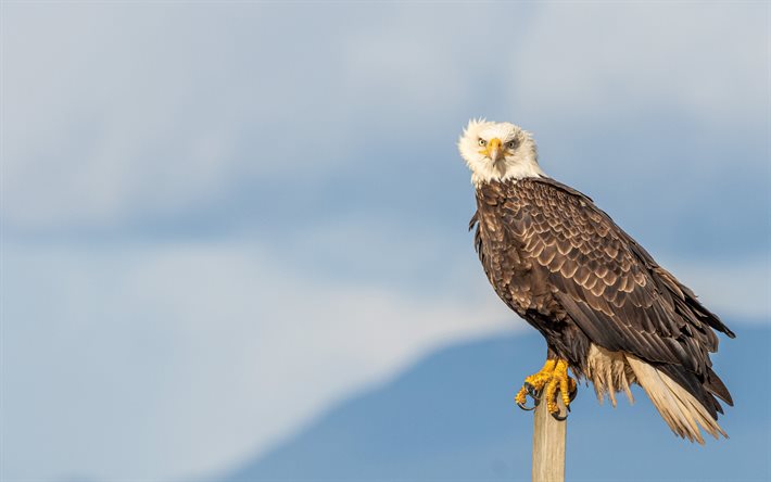 bald eagle, bird of prey, symbol f&#246;r USA, vacker f&#229;gel, eagle, Nordamerika, USA