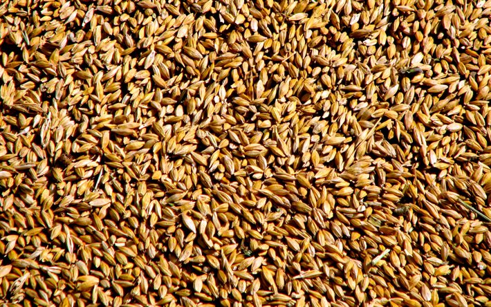 millet, macro, millet textures, food textures, cereals, groats textures, close-up, millet backgrounds