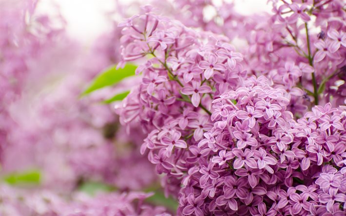 ライラック, 紫色の花, 春の花, 背景lilacs, 美しい花