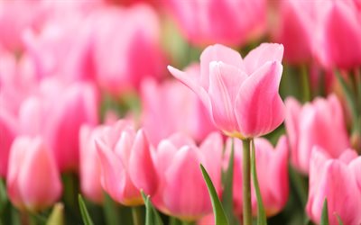 tulipas cor-de-rosa, fundo com tulipas, flores cor de rosa, flores da primavera, tulipas, primavera, bela rosa tulipa