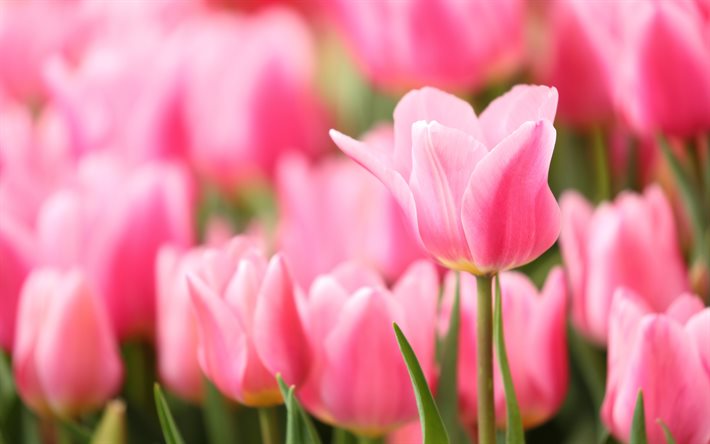 vaaleanpunainen tulppaanit, tausta tulppaanit, vaaleanpunaiset kukat, kev&#228;&#228;n kukat, tulppaanit, kev&#228;t, kaunis vaaleanpunainen tulppaani