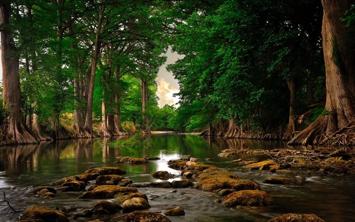river in the forest, green trees, forest, river, environment, ecology