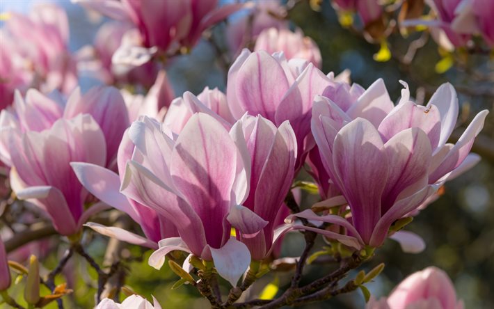 magnolia, pink spring flowers, spring, background with magnolias, beautiful flowers, spring flowering