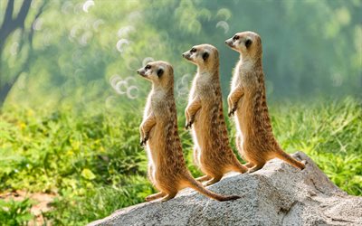 meerkats, south africa, wildlife, trio of meerkats, mammals, Meerkat, Africa