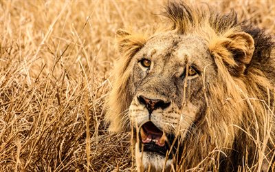 4k, ライオン, 草原, サバンナ, アフリカ, 野生動物, Panthera leo