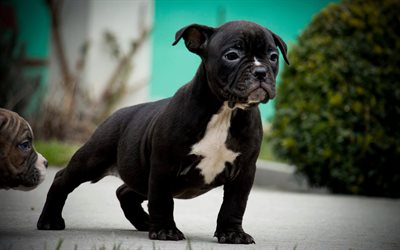 Pocket American Bully, 4k, puppy, black dog, pets, American Bully, dogs, cute animals, American Bully Dog