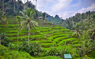 Bali, rice fields, palms, summer travel, evening, HDR, Indonesia