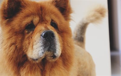 Chow Chow, 4k, furry dog, close-up, pets, cute dogs, dogs, Chow Chow Dog